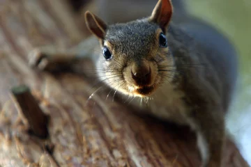 Keuken spatwand met foto Climbing Squirrel © eamccarr