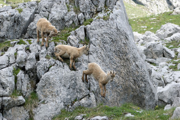 Galipette dans les rochers