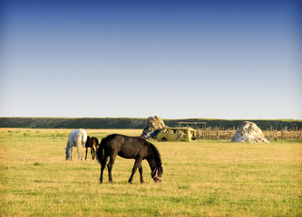 Naklejka na ściany i meble Horses