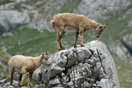 Etagne et son cabri