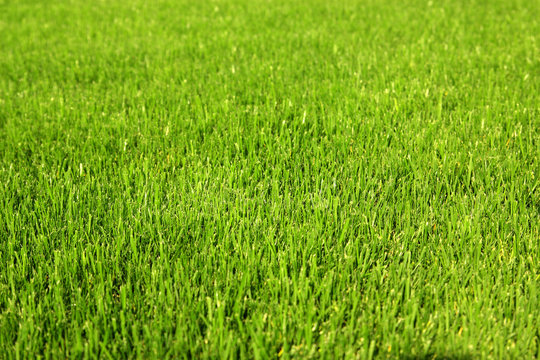 Healthy grass background