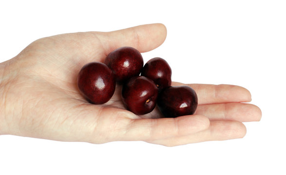sweet cherries in a hand