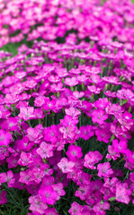 Fototapeta premium Purple flowers