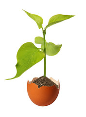 Green sprout on a white background