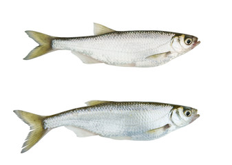 Two images of one live freshwater fish on white