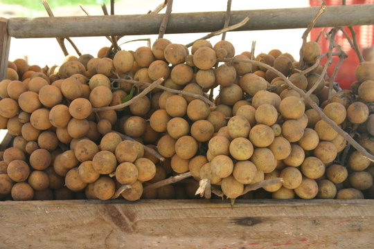 Pitomba