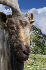 Mountain goat