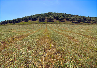 campo segado