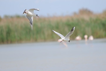 oiseaux