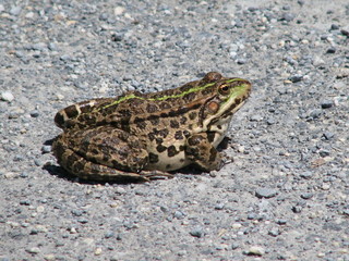 Grenouille sur le chemin.