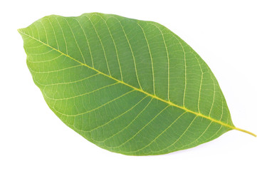 Obraz premium arboreal green leaf