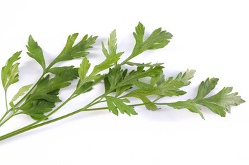 green parsley