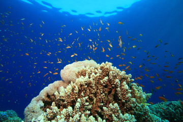 Lyretail Anthias above Coral Reef