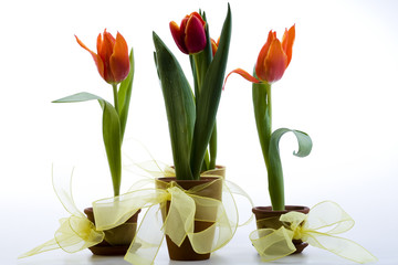 Tulips isolated on white