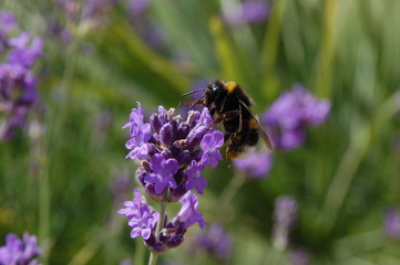 bourdon sur fleur de lavande