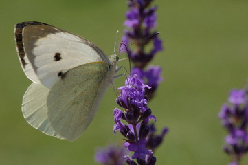 Papillon butinant des fleurs de lavande