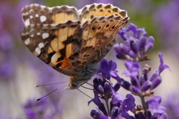 Papillon butinant des fleurs de lavande