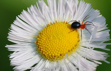 Obraz premium Spider on a Daisy