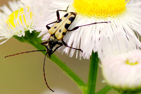 Flower Beetle