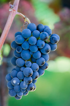 blue wine grape cluster hanging on vine