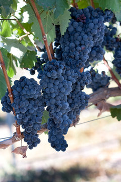 blue wine grape clusters hanging on vine