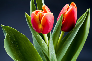 Beautiful red tulips close up