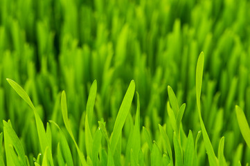 Fototapeta na wymiar Close up of green grass on summer day