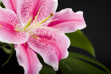 Lily © Sebastian Duda