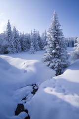 Winter  background