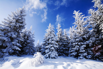Winter  background