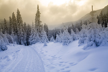 Fototapeta premium Winding road through winter forest