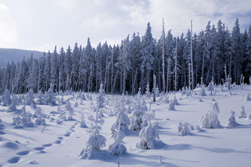 Snow