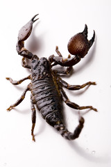 Scorpion - isolated on white