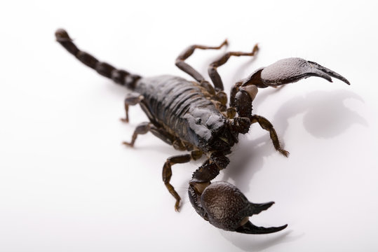 Scorpion - isolated on white