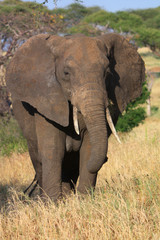 Fototapeta premium Afrikanischer Elephant