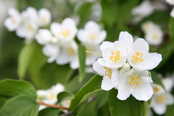 Fototapeta na wymiar wiosny - biały kwiat jaśminu