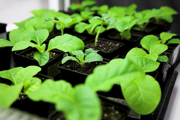 tobacco plant