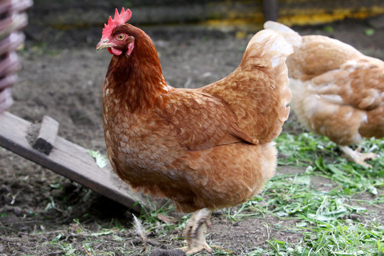 home farm animals - one brown hen