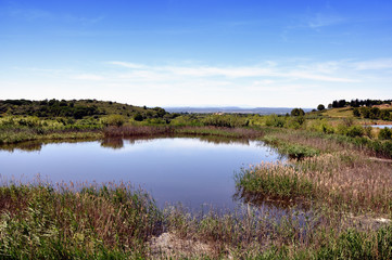 Marais en Camargue