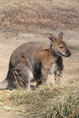 kangaroo
