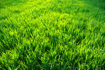 green lawn