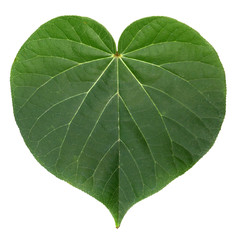 feuille en forme de coeur