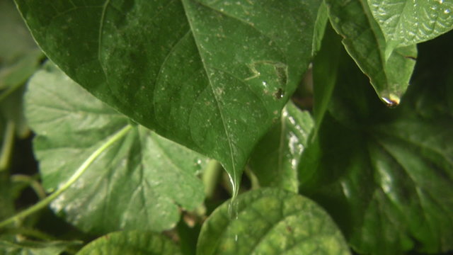 Lluvia
