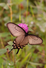 Swallowtail