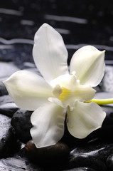 Spa still with white flower