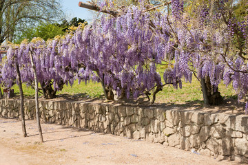 Wisteria pergola