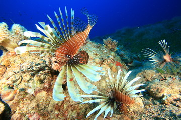 Naklejka na ściany i meble Common Lionfish (Pterois miles) hunting in the Red Sea