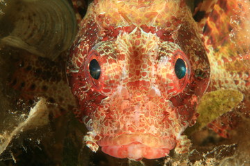 Shortfin Dwarf Lionfish (Dendrochirus brachypterus)