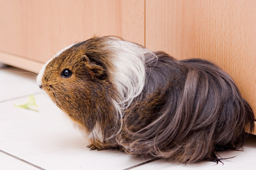 long haired guinea pig sitting on a floor