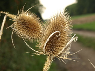 Distel